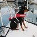 Kamizelka dla psów małych COMFY PET BUOYANCY AID LALIZAS